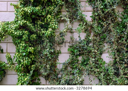 Brick wall with a two kinds of ivy on it