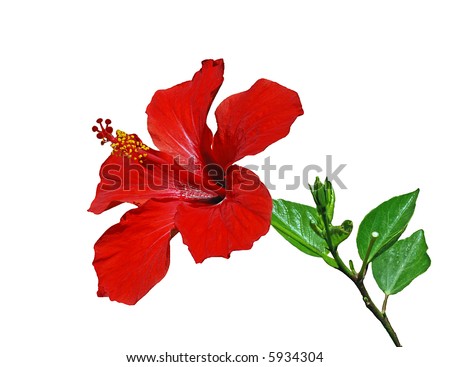 stock photo Red hibiscus flower with leaves isolated on the white