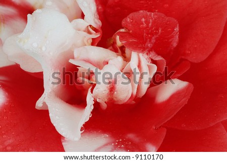 Beautiful red and white camellia japonica (japanese rose) macro with drops of dew