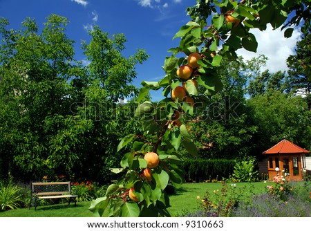 Garden with branch full of apricots in the middle, bench in the right and small gazebo in the right - all surrounded by trees and flowers
