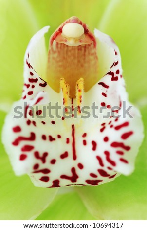 Green Cymbidium orchid macro - real detail of flower inner petals