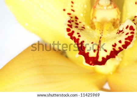 Yellow Cymbidium orchid macro - real detail of flower inner petals