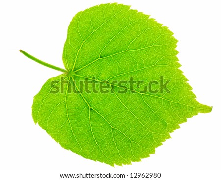 lime plant leaf