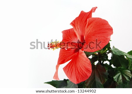 Beautiful red hibiscus flower with green leaves on a white background