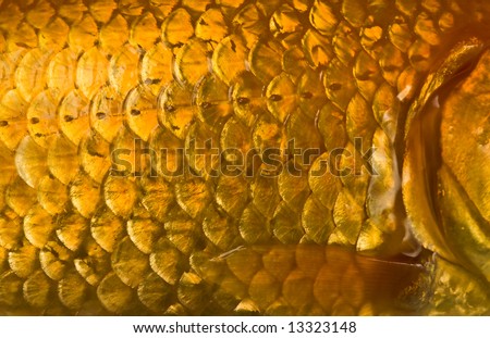 Macro photo of a golden fish scales with flapper