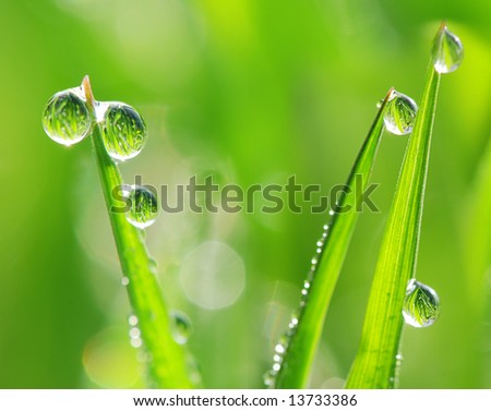Six beautiful transparent glittering drops of dew on grass stalks. Whole field  is mirroring in them!