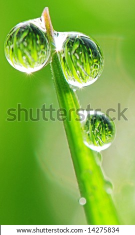 Three beautiful transparent glittering drops of dew on grass stalks. Whole field  is mirroring in them!