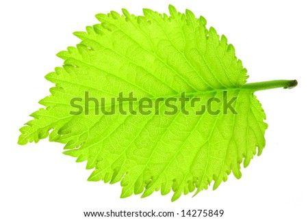 Hazel Tree Leaf