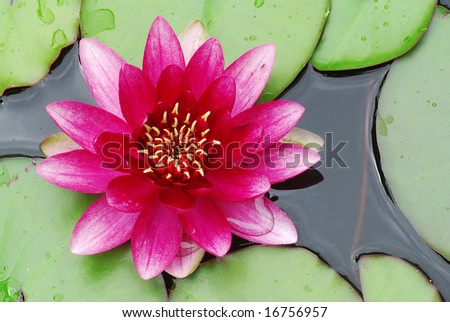 Beautiful Blooming Pink Water Detail In The Pond Beautiful Blooming Pink Water Detail In The Pond