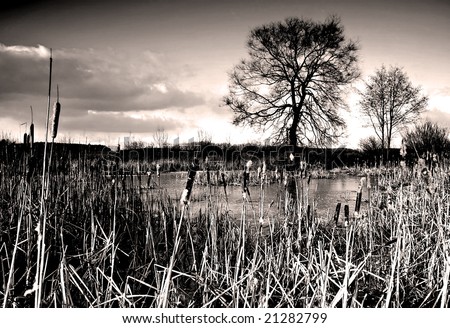Romantic landscape of frozen lake with bulrush, tree in the back and a dramatic sky with clouds - colored infrared photo