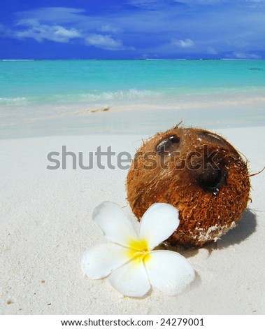 Coconut with a white flower laying on a beautiful tropical beach in the Maldives
