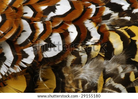 Detailed texture of golden pheasant feathers