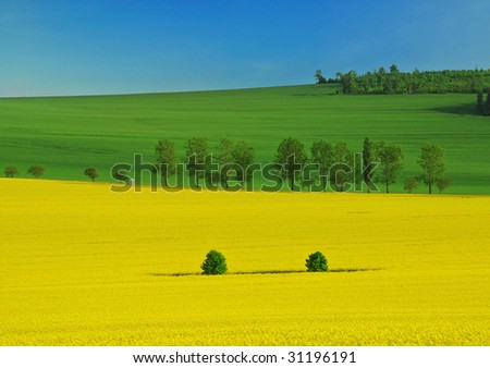 Beautiful spring landscape of three colors - yellow rapeseed, green wheat and a blue sky