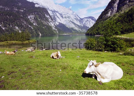 Beautiful Alpine landscape with cow herd near Koenigssee in Bavarian Alps