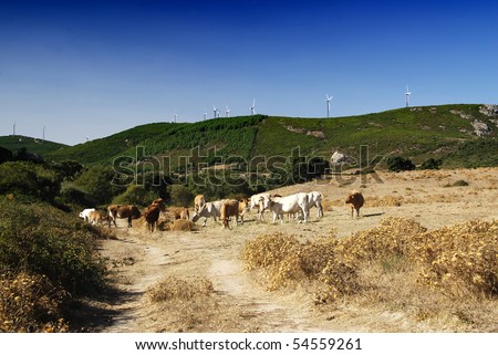 Landscape showing environment-friendly land with healthy cows and wind power stations on the green hill