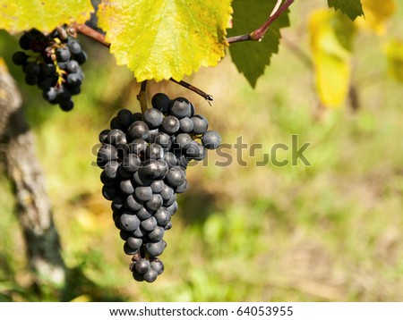 Bunch of ripe grapes in the vineyard just before the harvest. Shallow DOF
