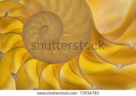 Detailed photo of a halved backlit  shell of a chambered nautilus (Nautilus pompilius)