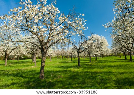 Apple Orchard in the middle of the spring season.