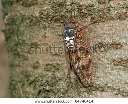 Detail of a cicada siting on the tree stem