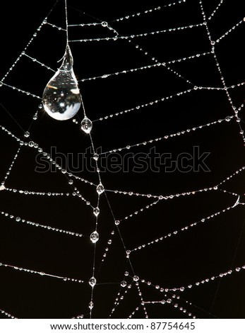 Beautiful pearl necklace made of drops of dew on the spider web. Macro photo