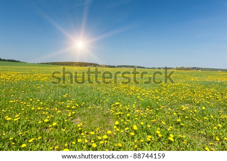 Beautiful spring panoramic shot with a dandelion meadow
