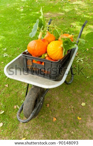 Wheelbarrow full of freshly harvested pumpkins is standing on the grass