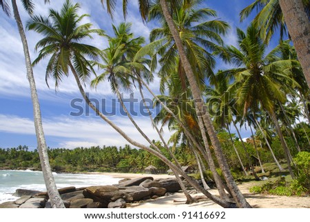 Tropical paradise on Sri Lanka with palms hanging over the white beach and turquoise sea