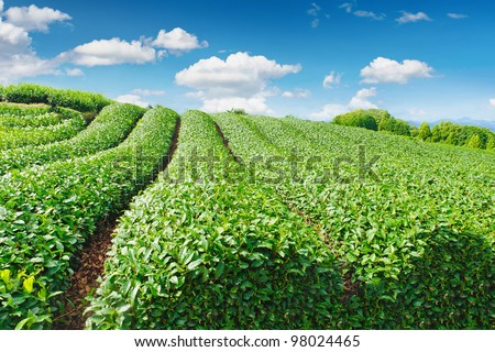 Beautiful fresh green tea plantation at Nihondaira, Shizuoka - Japan