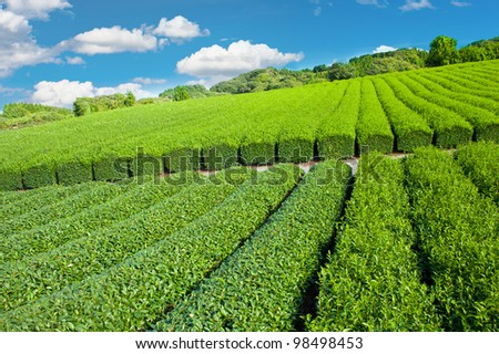 Beautiful fresh green tea plantation at Nihondaira, Shizuoka - Japan