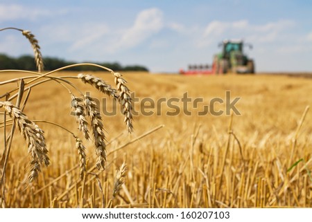 Last straws on field after harvest and tractor plowing, focus on ears of wheat