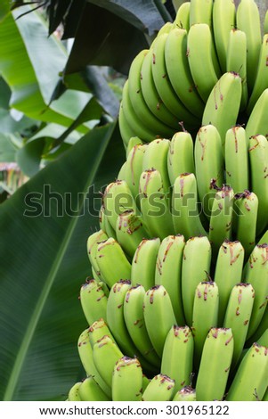 Detail of a bunch of small bananas growing on a banana tree