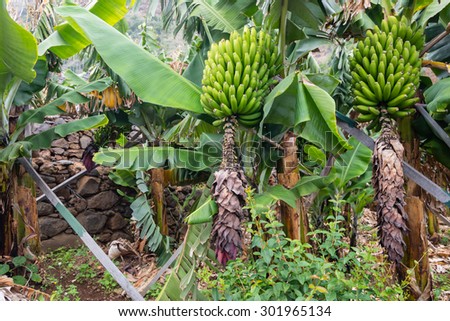 Growing a bunch of small bananas on a terraced plantation in Madeira