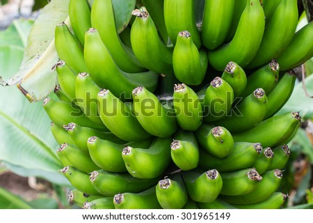 Detail of a bunch of small bananas growing on a banana tree