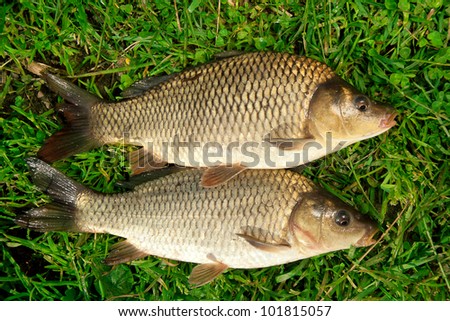 Freshwater fish Carp catch in green grass