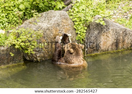 brown bear eating in the water