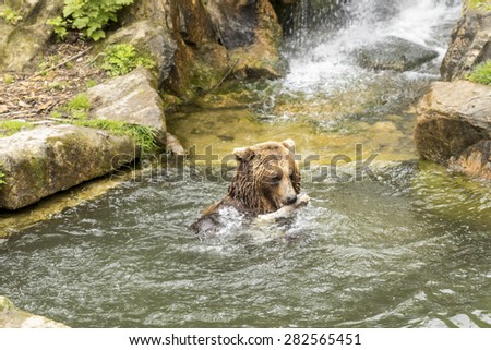 brown bear eating in the water