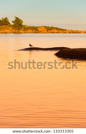 Golden evening on the Baltic Sea, one lonely gull sitting on the rock, vertical format