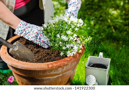 A mature woman planting flowers, sunny day