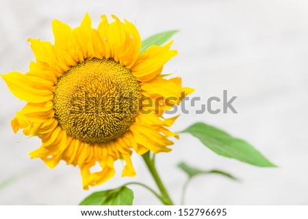 Close-up flower head of sunflower, white wall on background, horizontal format