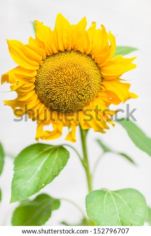 Close-up flower head of sunflower, white wall on background, vertical format
