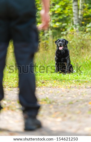 Dog owner trains his labrador retriever, dog sits on background, vertical format