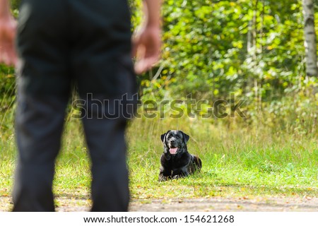 Dog owner trains his labrador retriever, dog lie down on background, horizon format
