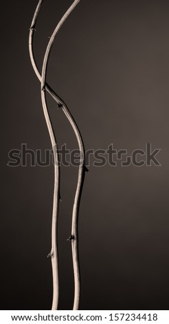 Two twigs of creeper together, tinted image, vertical format