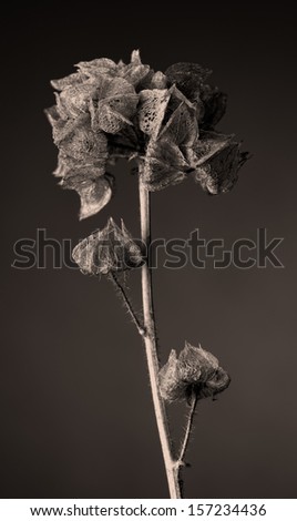 Malva moschata seed capsule, tinted image, vertical format