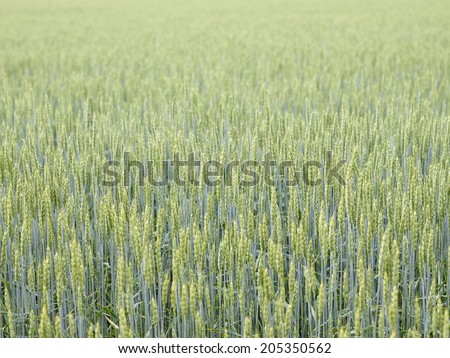 A view of the wheat field, middle of the growing season