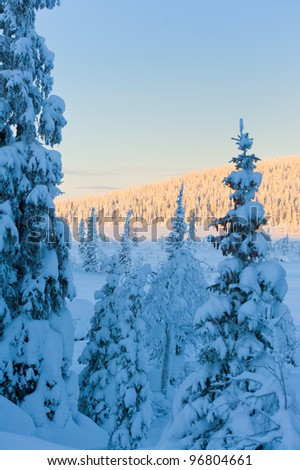 The northern winter landscape in Sweden and cold weather.