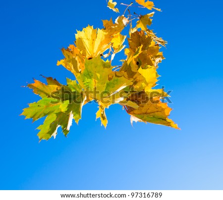 Maple leaves falling down, blue sky on the background.