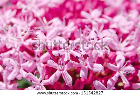 Close up with shallow dof of a fresh pretty pink flower inflorescence showing the pistils and stamens
