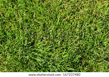 Background of fresh manicured green summer grass on a lawn showing the blades of grass, conceptual of spring, summer, and life