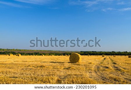 Circular hay bales scattered across a newly mowed and raked field waiting to be collected for fodder under a sunny blue summer sky